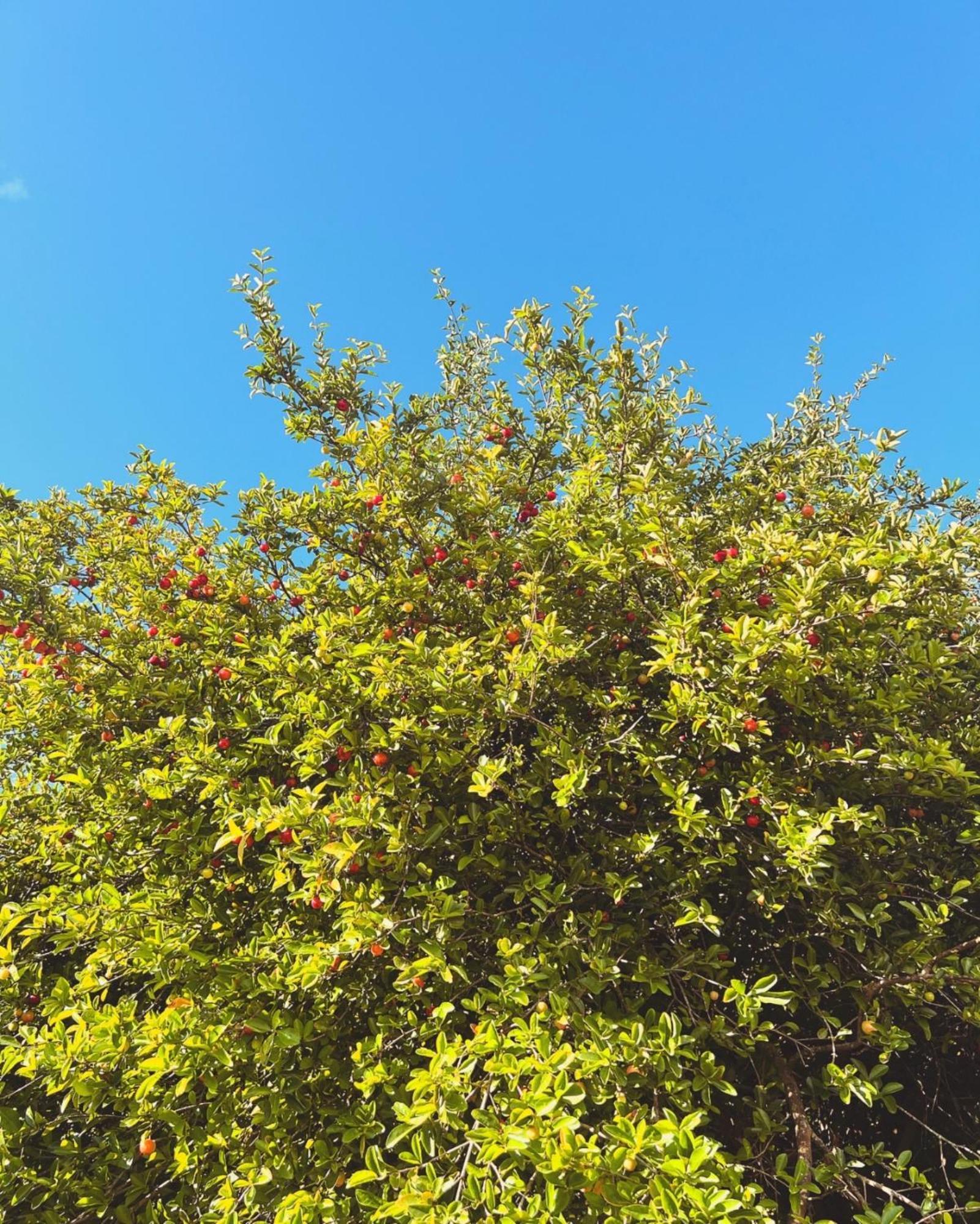 Вилла Kazacerola Фор-де-Франс Экстерьер фото